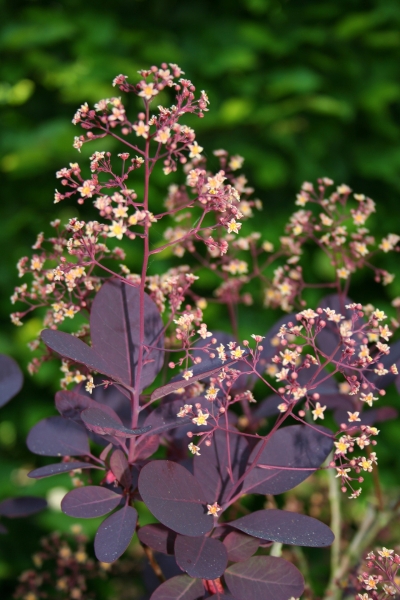 Cotinus coggygria 'Royal Purple', Photo: Odo Tschetsch