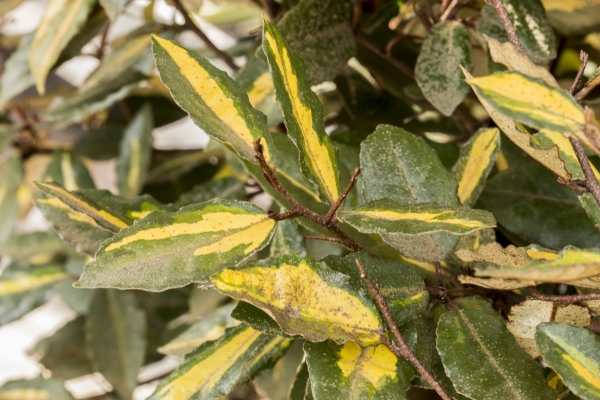 Elaeagnus pungens 'Maculata'; Photo: Odo Tschetsch