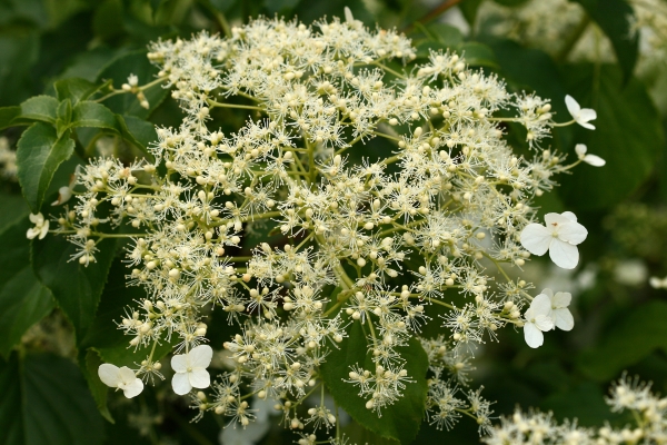 Hydrangea petiolaris; Foto: Odo Tschetsch