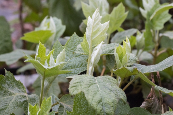 Hydrangea quercifolia 'Snow Giant'; Foto: Odo Tschetsch