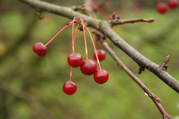Malus sargentii 'Veredlung'; Foto: Odo Tschetsch