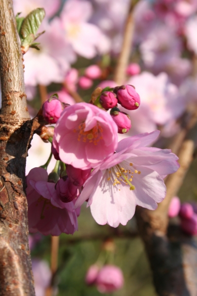 Prunus 'Accolade'; Photo: Odo Tschetsch