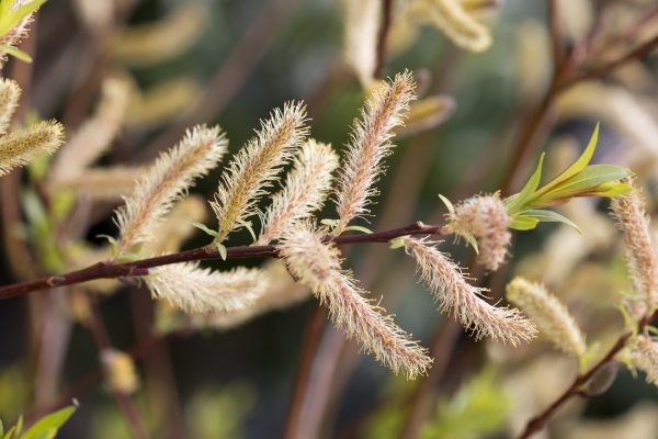 Salix sachalinensis 'Sekka'; Foto: Odo Tschetsch