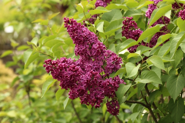 Syringa vulgaris 'Andenken an Ludwig Späth'; Foto: Odo Tschetsch