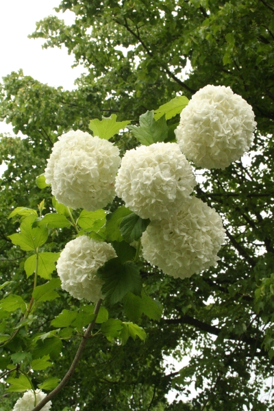 Viburnum opulus 'Roseum'; Foto: Odo Tschetsch