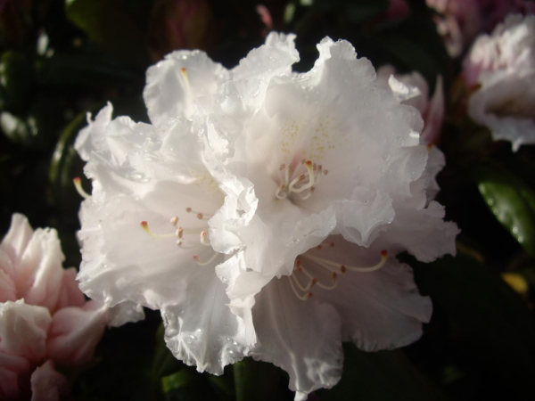 weisse Blüte, Rhodo Yakushimanum Falling Snow