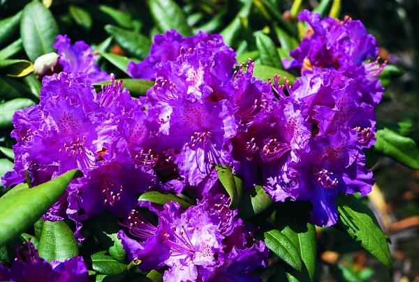 Rhododendron hybride Alfred