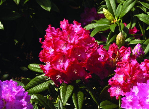 Rhododendron Berliner Liebe