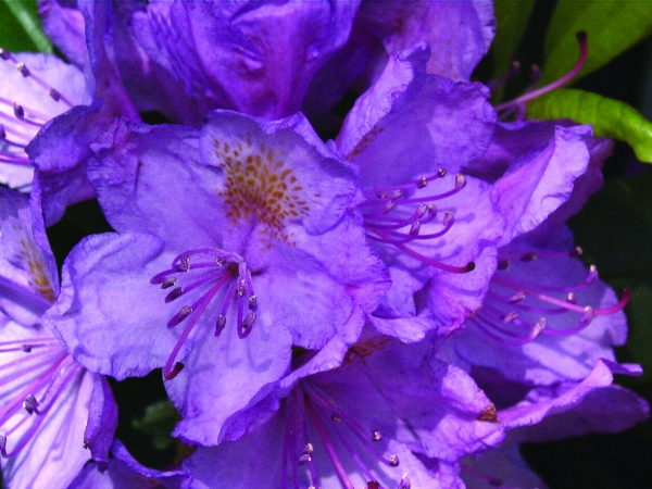 Rhododendron Catawbiense Grandiflorum