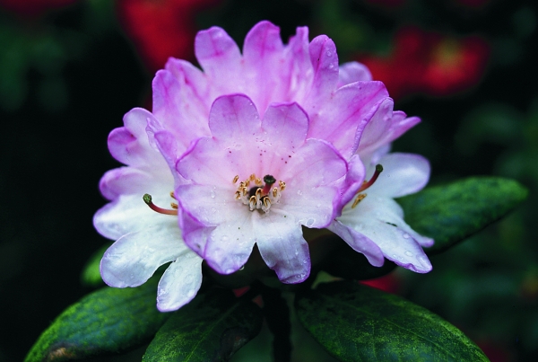 Rhododendron clementinae