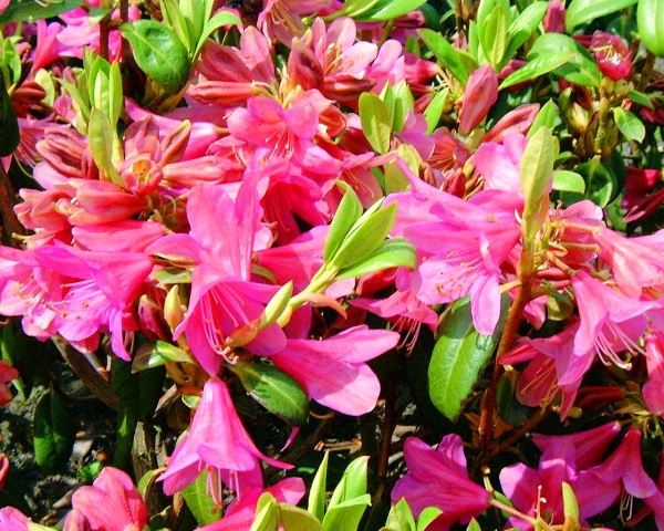 Rhododendron Dauricodon
