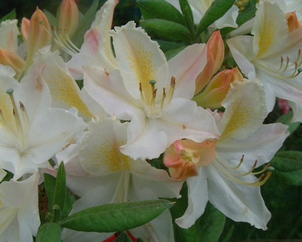 cremeweisse Bluete, mit orangefarbenden Fleck, Gartenazalee Daviesii