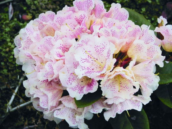 Rhododendron Double Dots