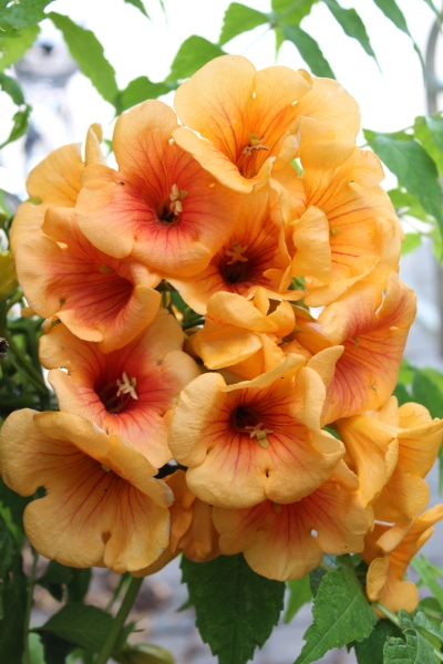 Campsis radicans 'Golden Trumpet'