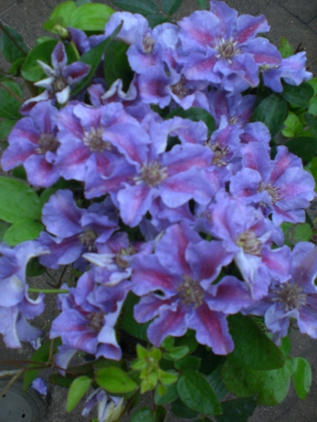 Clematis 'Ashva'