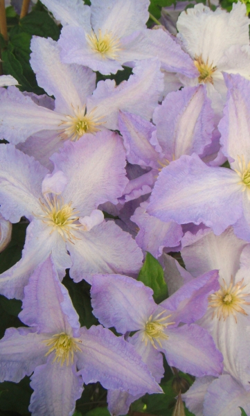 Clematis viticella 'Blekitny Aniol' / 'Blue Angel'
