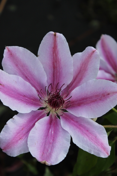 Clematis 'Doctor Ruppel'