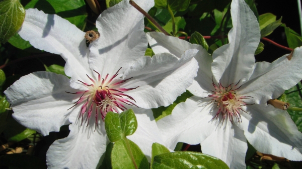 Clematis 'Snow Queen'