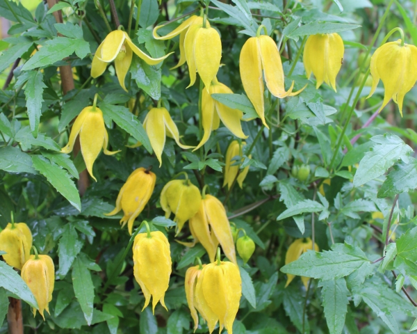 Clematis tangutica