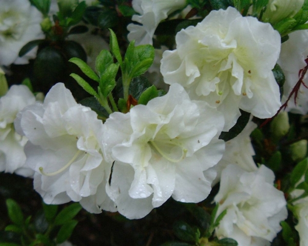 weiss gefuellte Blueten, japanische Azalea Eisprinzessin