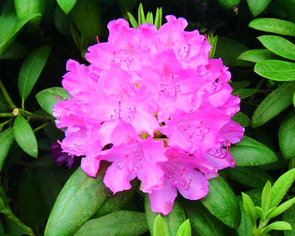 Rhododendron English Roseum