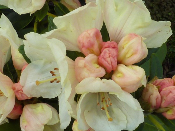 Rhododendron yakushimanum 'Flava'