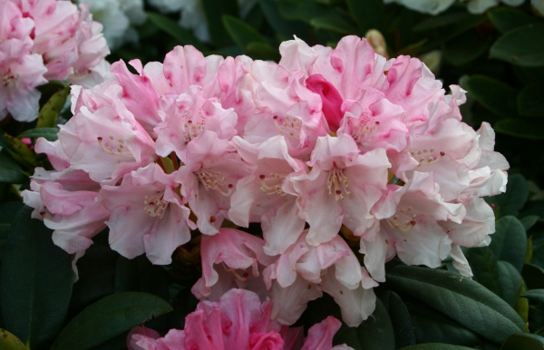 Rhododendron Frühlingsanfang, Foto: Odo Tschetsch