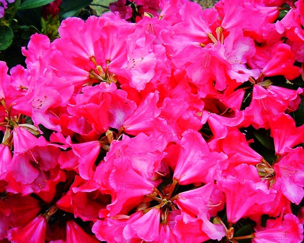 Rhododendron Gartendirektor Glocker