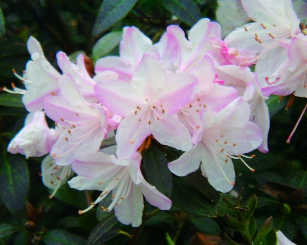 Rhododendron Ginny Gee