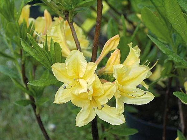 Rhododendron Arpège