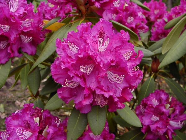 Rhododendron Edwin