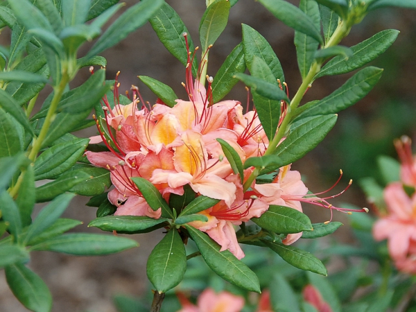 gelblich rosa farbende Bluete Rhododendron Framingham, spaetbluehend