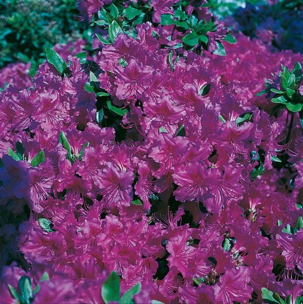 Rhododendron Königstein