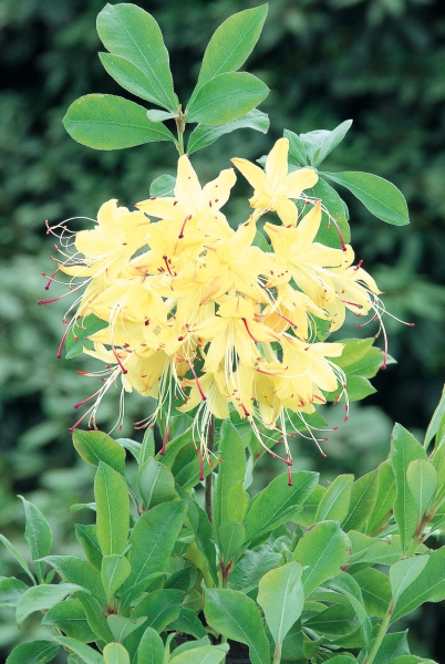 blassgelbe Blueten Rhododendron Weston's Lemon Drop, sommergruen