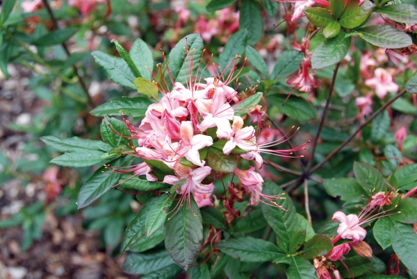 rosa Bluete Rhododendron viscosum Lollipop
