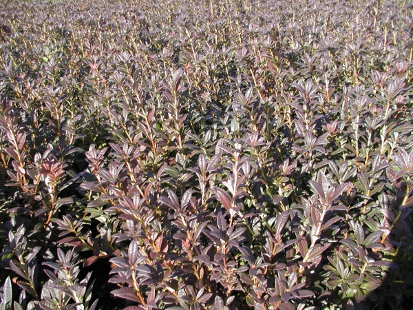 roetlicher Blattaustrieb Rhododendron viscosum Lollipop