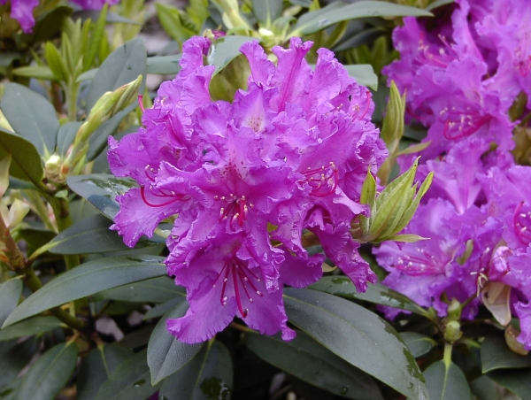 Rhododendron Markgraf