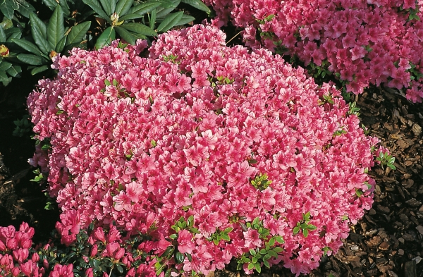 rosafarbige reichbluehende Rhododendron Michiko/ Geisha Dunkellachsrot