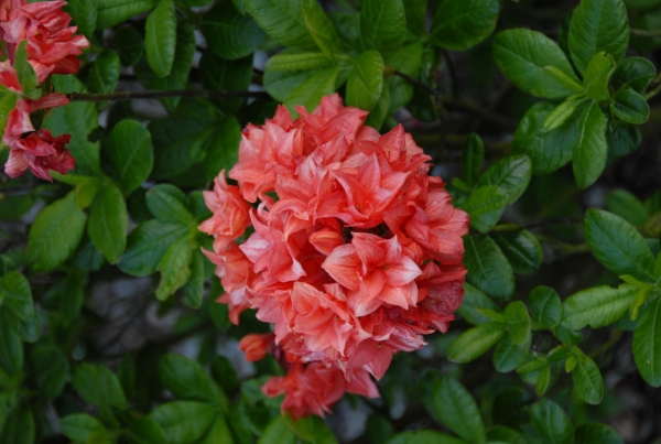 lachsrot orange Blueten Rhododendron My Reini, duftend