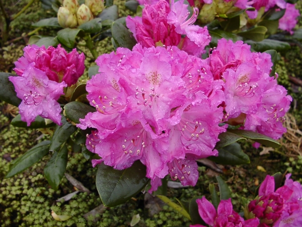 Rhododendron Omega