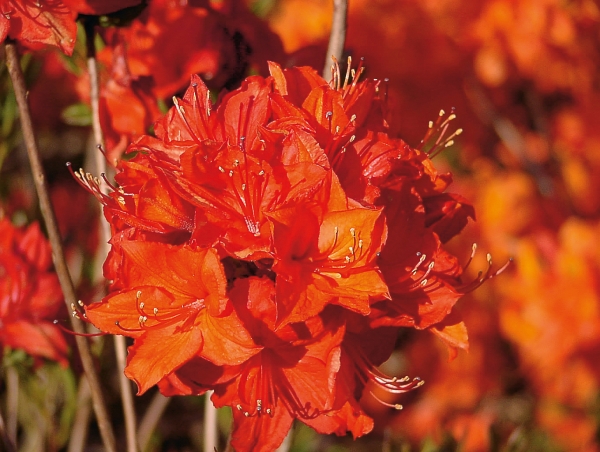 leuchtend reinrote Blueten Rhododendron Parkfeuer