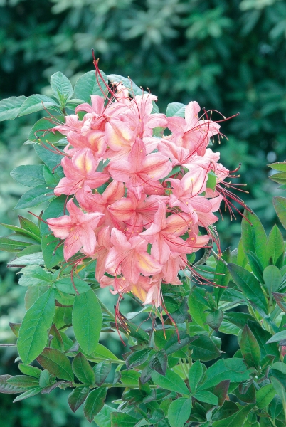 duftende, hellrosa Blueten Rhododendron viscosum Pennsylvania