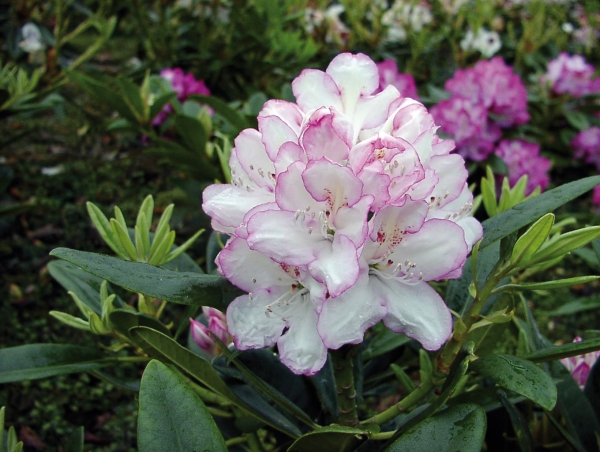 Rhododendron Picotee