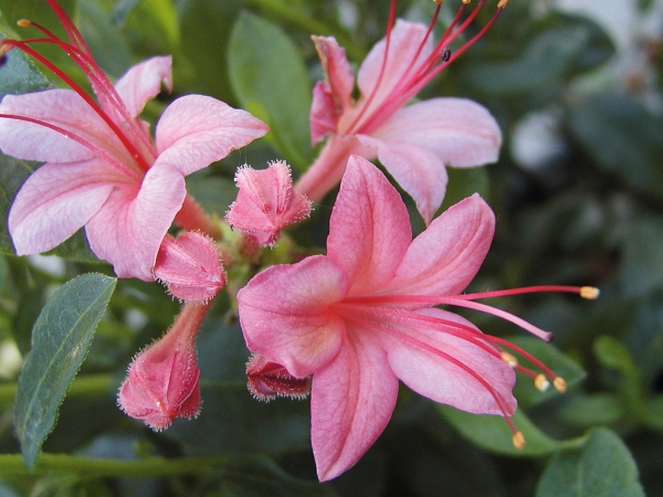 pupurrosa Blueten Rhododendron viscosum Pink and Sweet