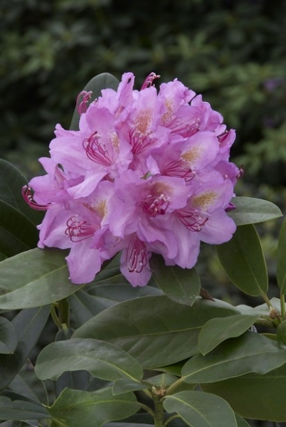 Rhododendron Pink Purple Dream