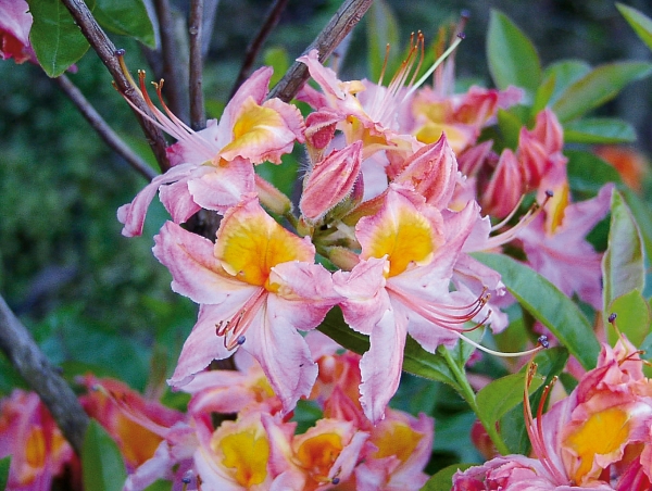 gelblich-rosa Blueten Rhododendron viscosum Quiet Thoughts