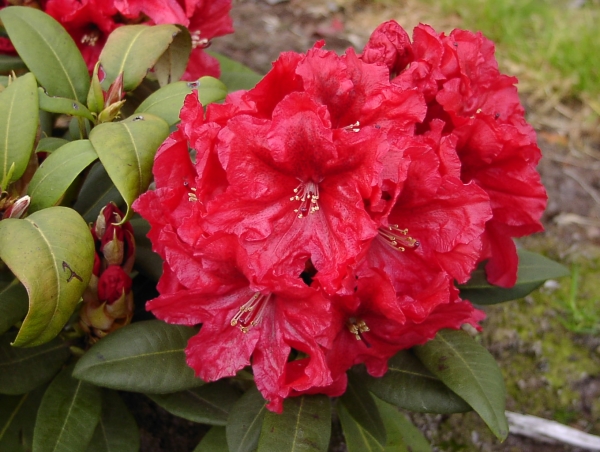 Rhododendron Rabatz