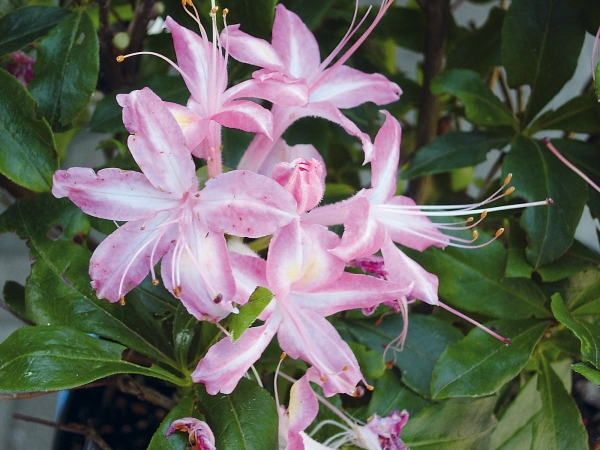 rosa,weissgestreifte Blueten Rhododendron viscosum Ribbon Candy