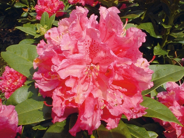 Rhododendron Rocket