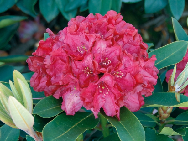 Rhododendron Roter Korsar